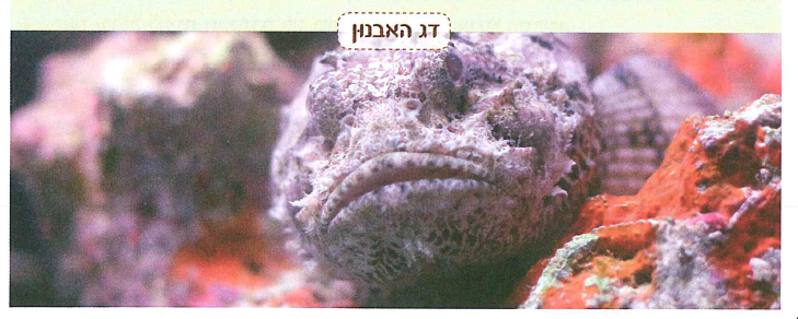 (בספר שתי תמונות, היעזר במנחה)